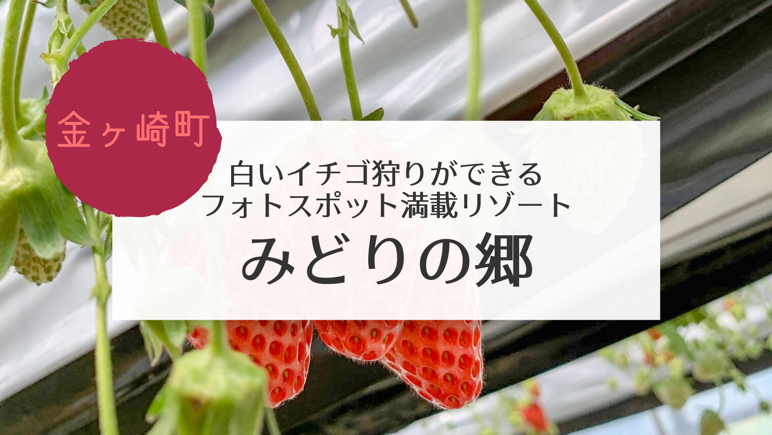 金ヶ崎 みどりの郷で白いいちご狩りを楽しみました こぎの岩手情報ブログ 金ヶ崎 みどりの郷で白いいちご狩りを楽しみました こぎの岩手情報ブログ